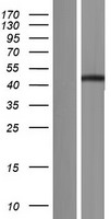 C16orf46 Human Over-expression Lysates NM_152337