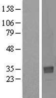 NTAN1 Human Over-expression Lysates NM_173474