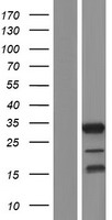 C16orf78 Human Over-expression Lysates NM_144602