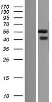 ls124056 noxo1 human over expression lysates nm 172168 wb testing 3