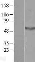 CCDC78 Human Over-expression Lysates NM_001031737