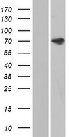 ls124401 anks3 human over expression lysates nm 133450 wb testing 1