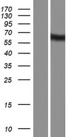 ls124454 kiaa1970 ears2 human over expression lysates nm 001083614 wb testing 1