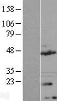 ls124491 tmem170a human over expression lysates nm 145254 wb testing 1