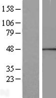 CANT1 Human Over-expression Lysates NM_001159773