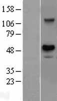USH1G Human Over-expression Lysates NM_173477