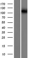 ls124602 kif19 human over expression lysates nm 153209 wb testing 1