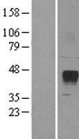 ZPBP2 Human Over-expression Lysates NM_198844