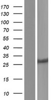 CYB5D1 Human Over-expression Lysates NM_144607