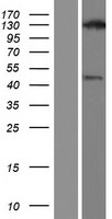 ls124739 usp43 human over expression lysates nm 153210 wb testing 1