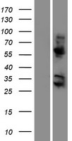 KRBA2 Human Over-expression Lysates NM_213597