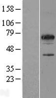 ls124783 c17orf46 spata32 human over expression lysates nm 152343 wb testing 1