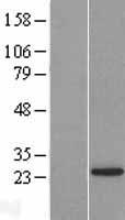 ls124801 lsm12 human over expression lysates nm 152344 wb testing 1