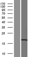 ls124808 ccdc43 human over expression lysates nm 001099225 wb testing 2