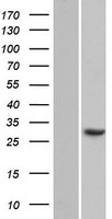 ls124808 ccdc43 human over expression lysates nm 144609 wb testing 1