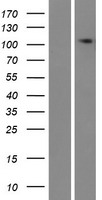 TMEM132E Human Over-expression Lysates NM_207313