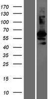 WFIKKN2 Human Over-expression Lysates NM_175575