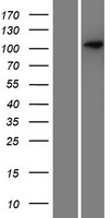 SEZ6 Human Over-expression Lysates NM_178860
