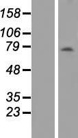 ls124930 ankrd13b human over expression lysates nm 152345 wb testing 1