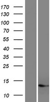 ls124944 c17orf49 human over expression lysates nm 001142799 wb testing 2