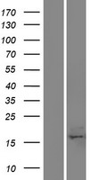 ls124944 c17orf49 human over expression lysates nm 174893 wb testing 1