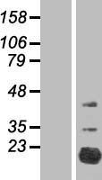 ls125228 fam210a human over expression lysates nm 152352 wb testing 2