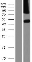 ls125704 dipk1c human over expression lysates nm 001044369 wb testing 1