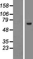 ZNF543 Human Over-expression Lysates NM_213598