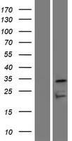 ls125958 or7d4 human over expression lysates nm 001005191 wb testing 1