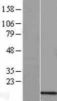 COX6B2 Human Over-expression Lysates NM_144613