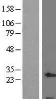 ls125988 qil1 c19orf70 human over expression lysates nm 205767 wb testing 1