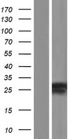 MBD3L2 Human Over-expression Lysates NM_144614