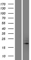 TRAPPC5 Human Over-expression Lysates NM_001042462
