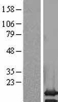 ls126006 pcp2 human over expression lysates nm 174895 wb testing 1