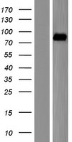 ALDH16A1 Human Over-expression Lysates NM_153329