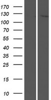 ls126205 nlrp8 human over expression lysates nm 176811 wb testing 1