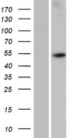 ls126248 wdr88 human over expression lysates nm 173479 wb testing 1