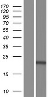 TNFAIP8L1 Human Over-expression Lysates NM_001167942