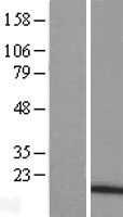 TNFAIP8L1 Human Over-expression Lysates NM_152362