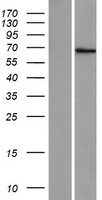 ls126295 znf57 human over expression lysates nm 173480 wb testing 1