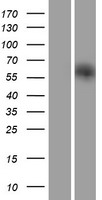 ls126298 irgq human over expression lysates nm 001007561 wb testing 1