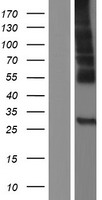 ls126321 c19orf28 mfsd12 human over expression lysates nm 001042680 wb testing 1