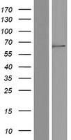 ls126321 c19orf28 mfsd12 human over expression lysates nm 021731 wb testing 2