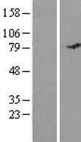 ls126353 c19orf21 misp human over expression lysates nm 173481 wb testing 1