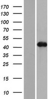 ls126374 wtip human over expression lysates nm 001080436 wb testing 1