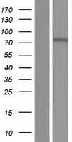 ls126375 znf792 human over expression lysates nm 175872 wb testing 1