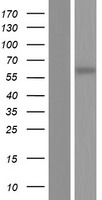 ls126402 ccdc105 human over expression lysates nm 173482 wb testing 1