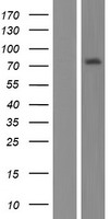 RINL Human Over-expression Lysates NM_001195833