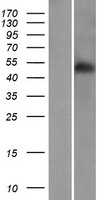RINL Human Over-expression Lysates NM_198445