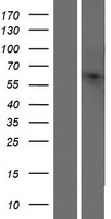ls126541 or10h4 human over expression lysates nm 001004465 wb testing 1
